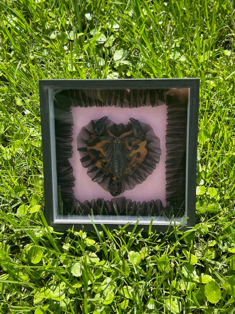 Scorpion Insect Frame - Black Frill with Leopard Heart