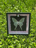 Luna Moth Insect Frame - Black Script Background with Pink Ribbon Frame and Black Bow