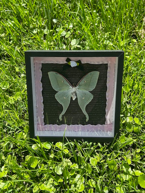 Luna Moth Insect Frame - Black Script Background with Pink Ribbon Frame and Black Bow