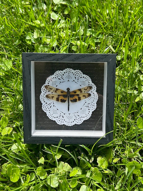 Small Dragonfly Insect Frame - White Doily on Black Script Background