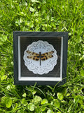 Small Dragonfly Insect Frame - White Doily on Black Script Background