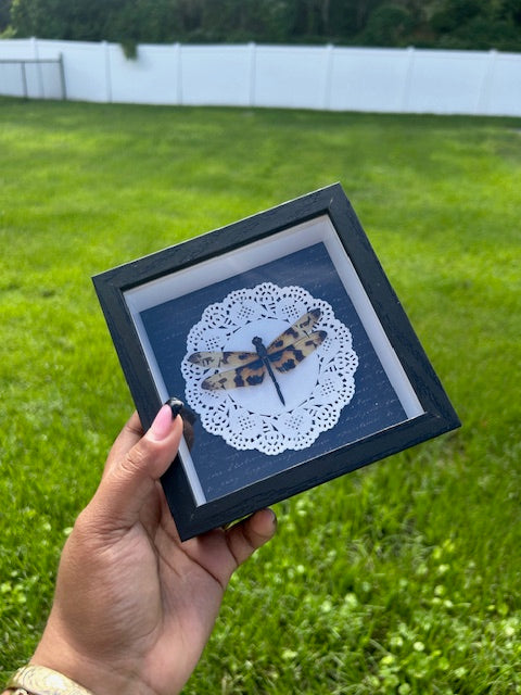 Small Dragonfly Insect Frame - White Doily on Black Script Background