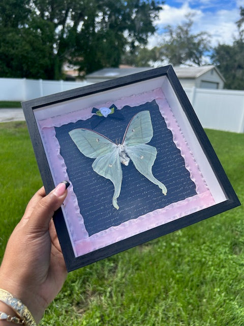 Luna Moth Insect Frame - Black Script Background with Pink Ribbon Frame and Black Bow