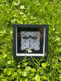 Small Dragonfly Insect Frame - Black Ribbon Trim with Black Bow and White Rose and White Ornamental Background