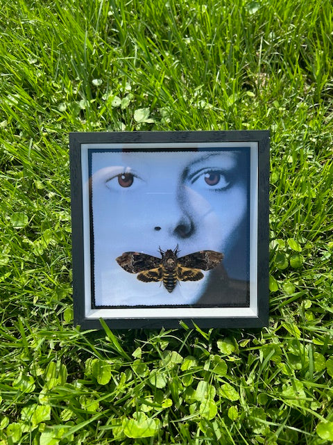 Death's Head Hawk Moth Insect Frame - Silence of the Lambs Theme