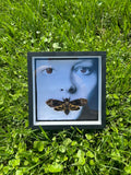Death's Head Hawk Moth Insect Frame - Silence of the Lambs Theme
