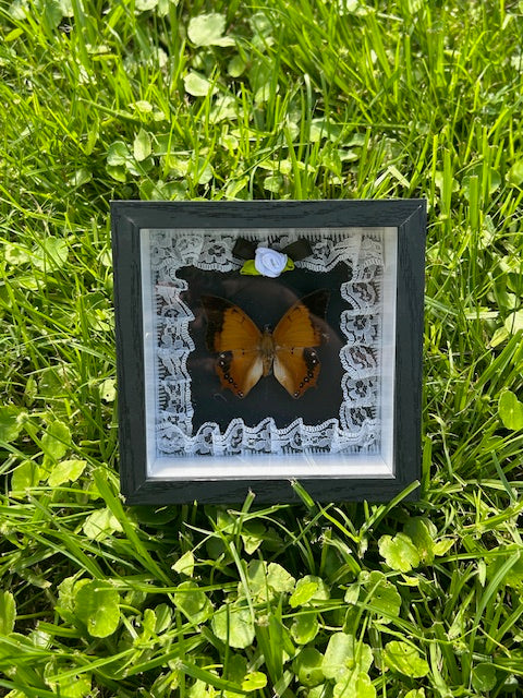 Orange Butterfly Insect Frame - Inside White Lace and Black Bow with White Rose