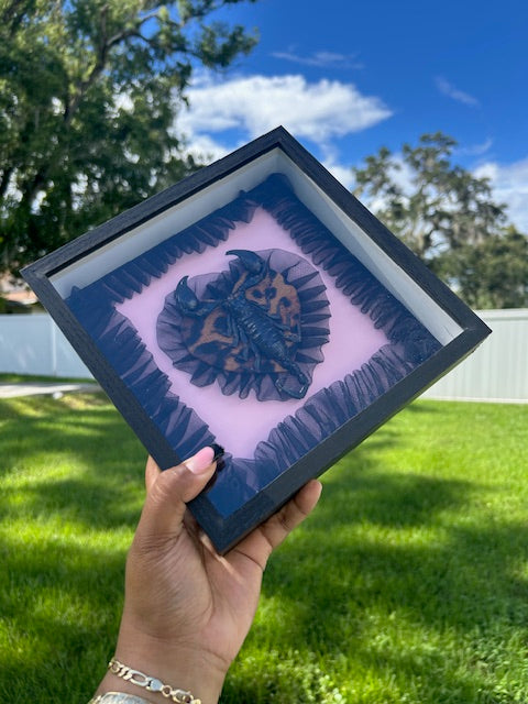 Scorpion Insect Frame - Black Frill with Leopard Heart