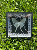 Luna Moth Insect Frame - White Lace with Sheer Pink Draping Ribbon Bow