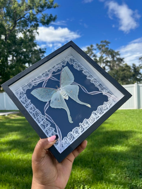 Luna Moth Insect Frame - White Lace with Sheer Pink Draping Ribbon Bow
