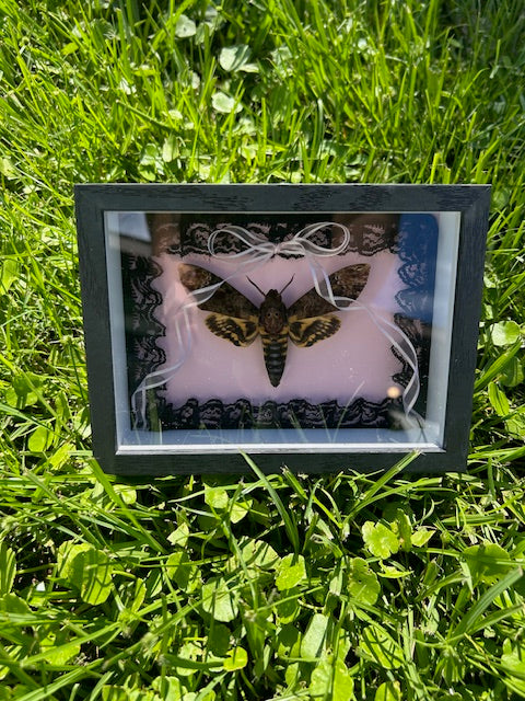 Death's Head Hawk Moth Insect Frame - Black Lace with Pink Sheer Draping Bow