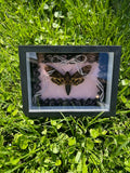 Death's Head Hawk Moth Insect Frame - Black Lace with Pink Sheer Draping Bow