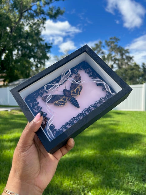 Death's Head Hawk Moth Insect Frame - Black Lace with Pink Sheer Draping Bow