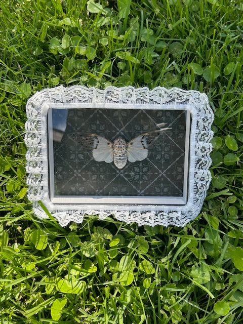 Ghost Cicada Insect Frame - Outside White Lace with Black Ornamental Background