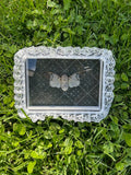 Ghost Cicada Insect Frame - Outside White Lace with Black Ornamental Background