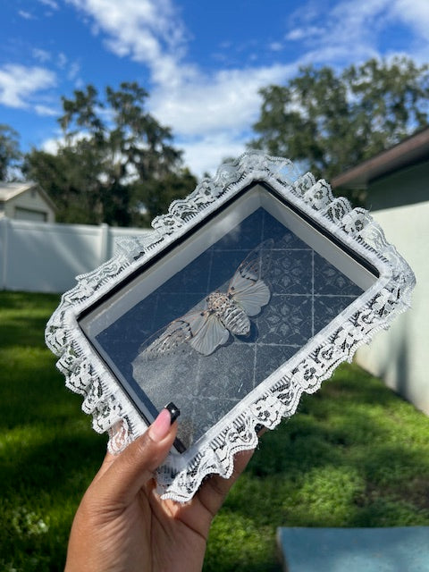 Ghost Cicada Insect Frame - Outside White Lace with Black Ornamental Background