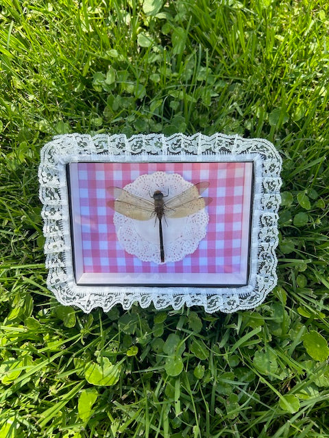Large Dragonfly Insect Frame - Outside Pink Lace, White Doily with Pink Gingham Background