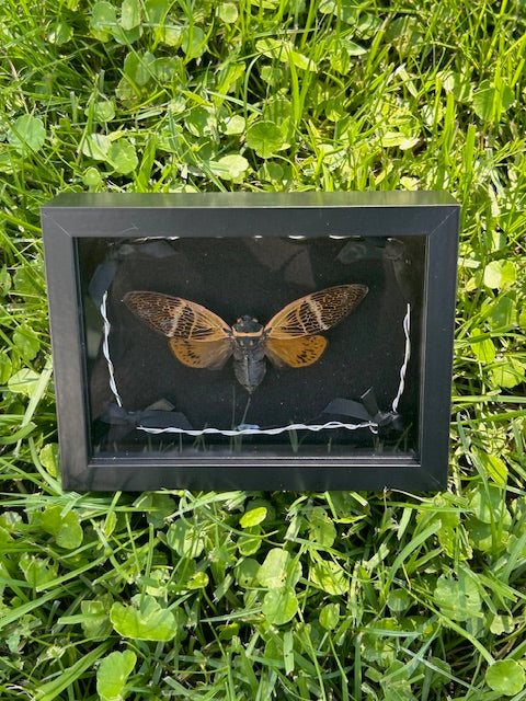 Cicada Insect Frame - Barbed Wire Frame with Black Bows