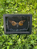 Cicada Insect Frame - Barbed Wire Frame with Black Bows