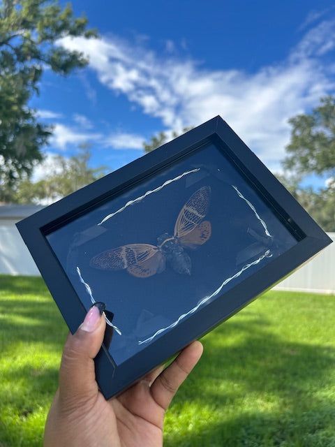 Cicada Insect Frame - Barbed Wire Frame with Black Bows